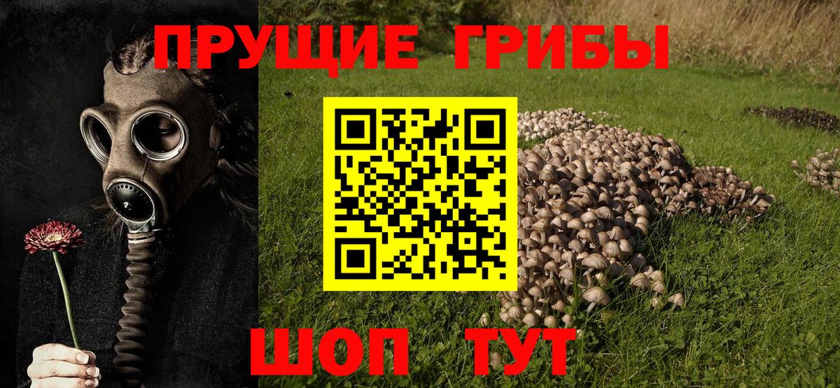 Донской  Псилоцибиновые грибы мицелий  Вход с VPN 